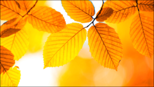 Leaves and Light