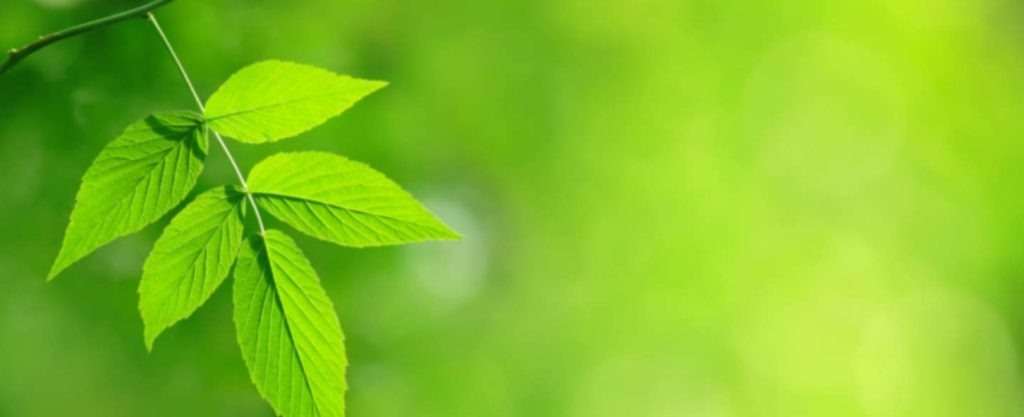 Younger workers would stay at company longer if it was actively lowering its environmental impact