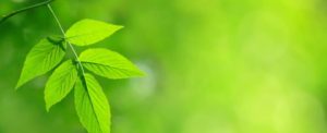 Green jobs created lies at 'dreadful record'