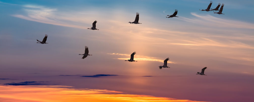 Migratory Birds Flying at Sunset