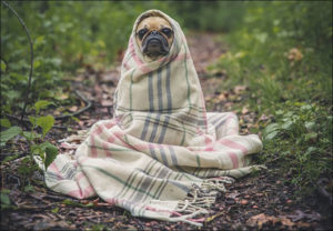 Dogs in the office is the best source of wellbeing
