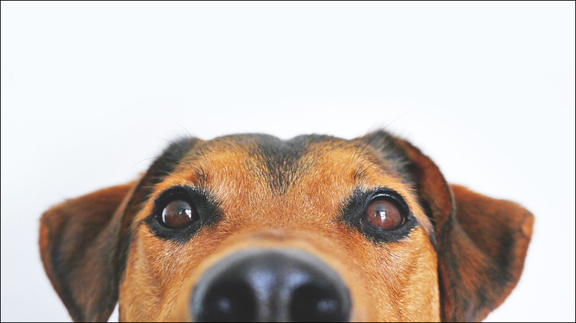 Do people in HR support Bring Your Dog To Work Day?