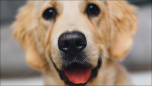 Over 10,000 supporters for petition to adjust bereavement leave to include rights when pets die